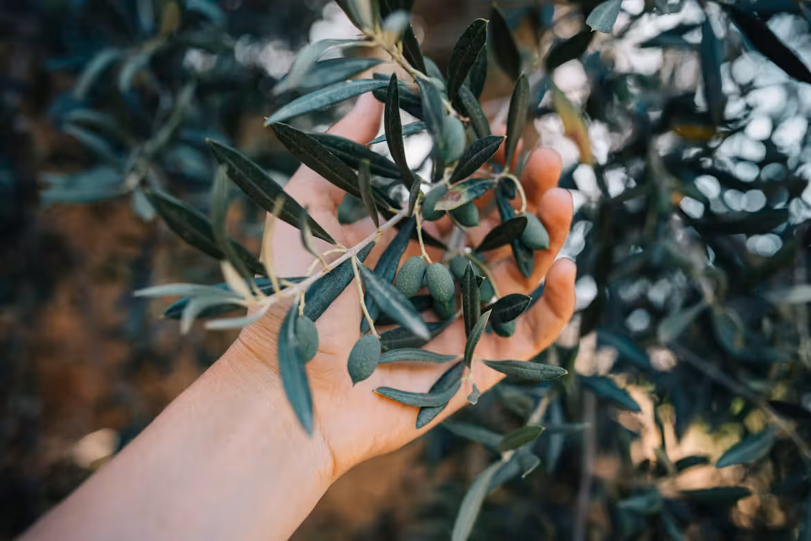 The Olive Oil Estates Keeping Mediterranean Traditions Alive