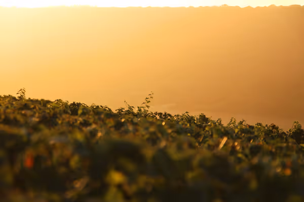 Beyond the Bottle: Why Boutique Vineyards Are Shaping the Future of Fine Wine
