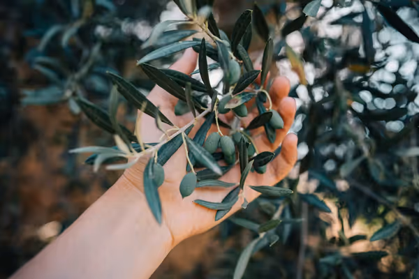 The Olive Oil Estates Keeping Mediterranean Traditions Alive